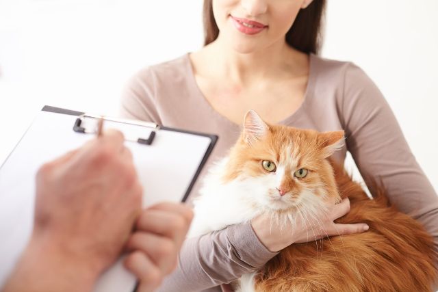 東京都でかかりつけの動物病院をお探しの方必見！動物病院選びのポイント